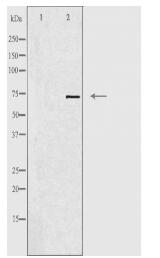HSPA8 Antibody