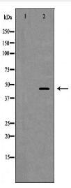 TFDP1 Antibody