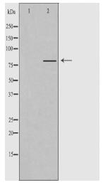 PJA2 Antibody