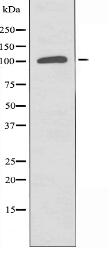 POLD1 Antibody