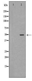 PSMC2 Antibody