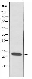 PEBP1 Antibody
