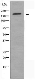 STK36 Antibody