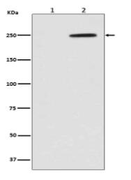 Phospho-GCN2 (T899) Antibody