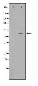 TFE3 Antibody