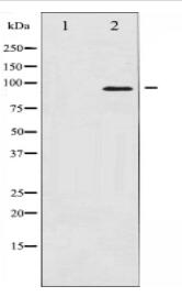 p95/NBS1 Antibody