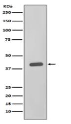 CKII alpha Antibody