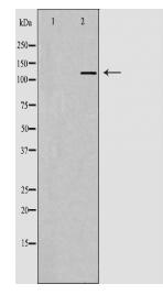 PIK3CB Antibody