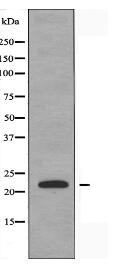 PPIF Antibody