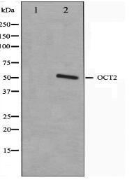 OCT2 Antibody