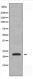 TNFC Antibody