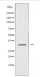 RAB5C Antibody