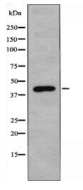 STRAD Antibody