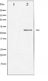 Dab1 Antibody