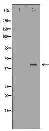 UROD Antibody