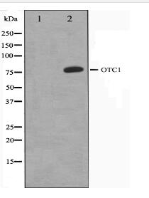 OCT1 Antibody