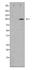 LIG1 Antibody