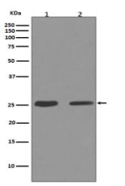 Cleaved PARP Antibody