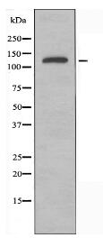 KIF4A Antibody