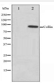 Cullin 1 Antibody