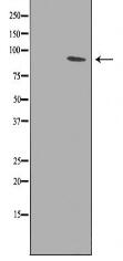 PTPRA Antibody