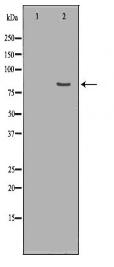 PRPF3 Antibody