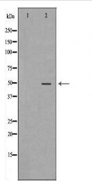 PSMC3 Antibody