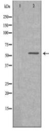 LAMP1 Antibody