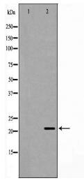 PGRMC1 Antibody