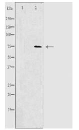 RHG18 Antibody