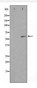 RAPGEF5 Antibody