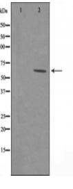 LAT3 Antibody