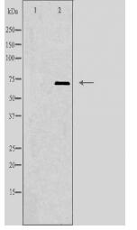 PLK3 Antibody