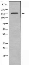 MRP7 Antibody