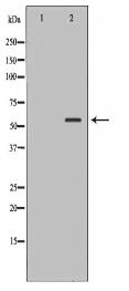 PDIA3 Antibody