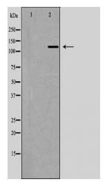 UPF1 Antibody