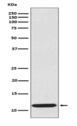 CCL19 Antibody