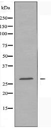 RAB18 Antibody