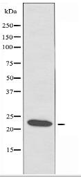 RPC8 Antibody