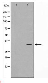 C/EBP-epsilon Antibody