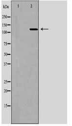 IPO5 Antibody