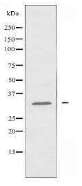 NXPH1 Antibody