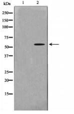 GK2 Antibody