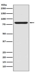 STAT5a Antibody