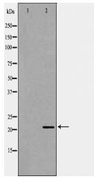 TDGF1 Antibody