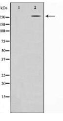 CBP Antibody