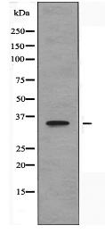 OR8J3 Antibody