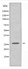 RNF125 Antibody