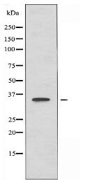 OR12D3 Antibody