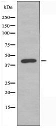 P2RY4 Antibody